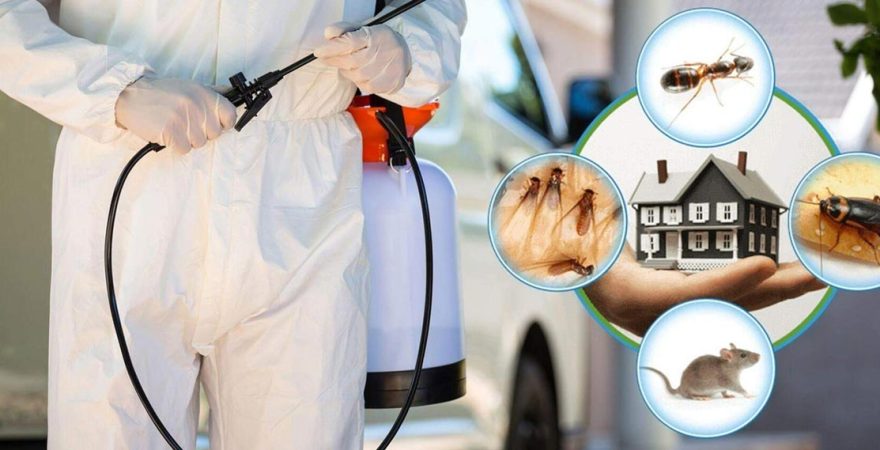 Dikili Böcek İlaçlama